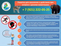 ПАМЯТКА-РЕКОМЕНДАЦИИ по поведению при встрече с медведем
